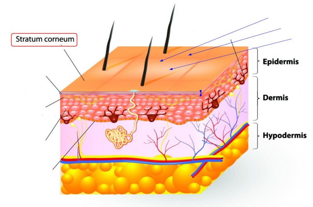 میکرودرم لایه سطحی پوست